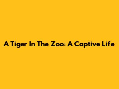 A Tiger In The Zoo: A Captive Life