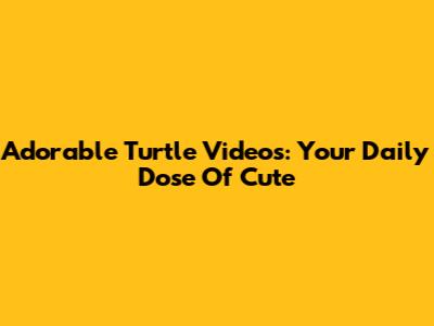 Adorable Turtle Videos: Your Daily Dose Of Cute