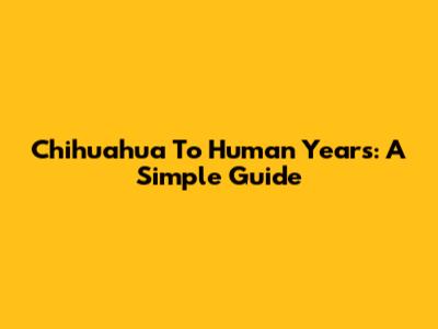 Chihuahua To Human Years: A Simple Guide