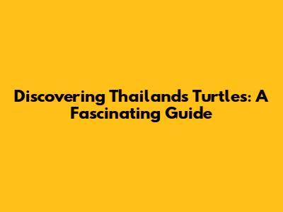Discovering Thailand's Turtles: A Fascinating Guide