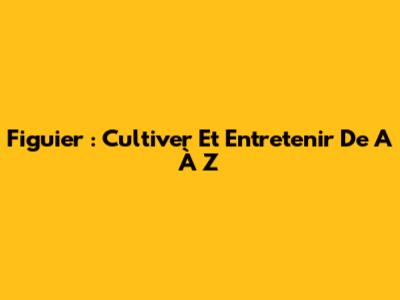Figuier : Cultiver Et Entretenir De A À Z