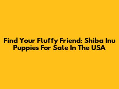 Find Your Fluffy Friend: Shiba Inu Puppies For Sale In The USA