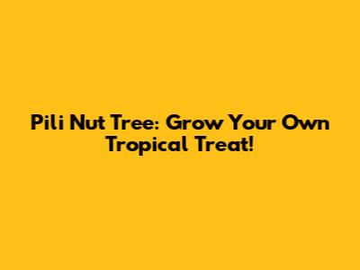 Pili Nut Tree: Grow Your Own Tropical Treat!