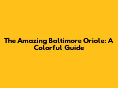 The Amazing Baltimore Oriole: A Colorful Guide