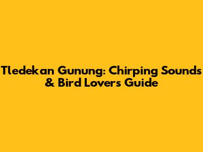Tledekan Gunung: Chirping Sounds & Bird Lovers' Guide